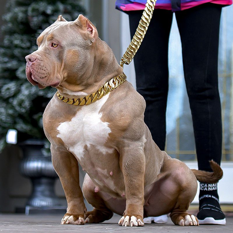 American Bully with Huge muscles
