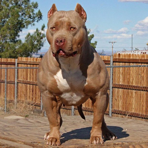 PitbullFemale with huge muscles