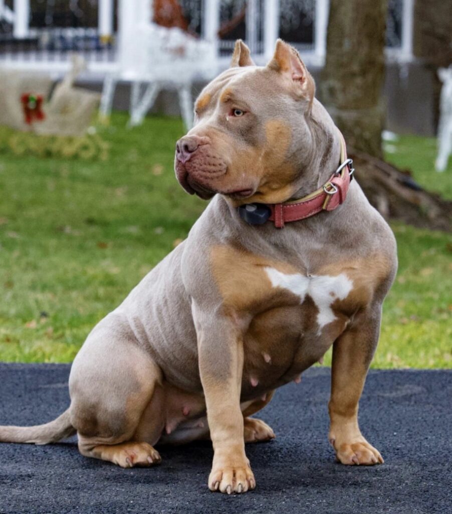 XL American Bully Puppy with muscular body