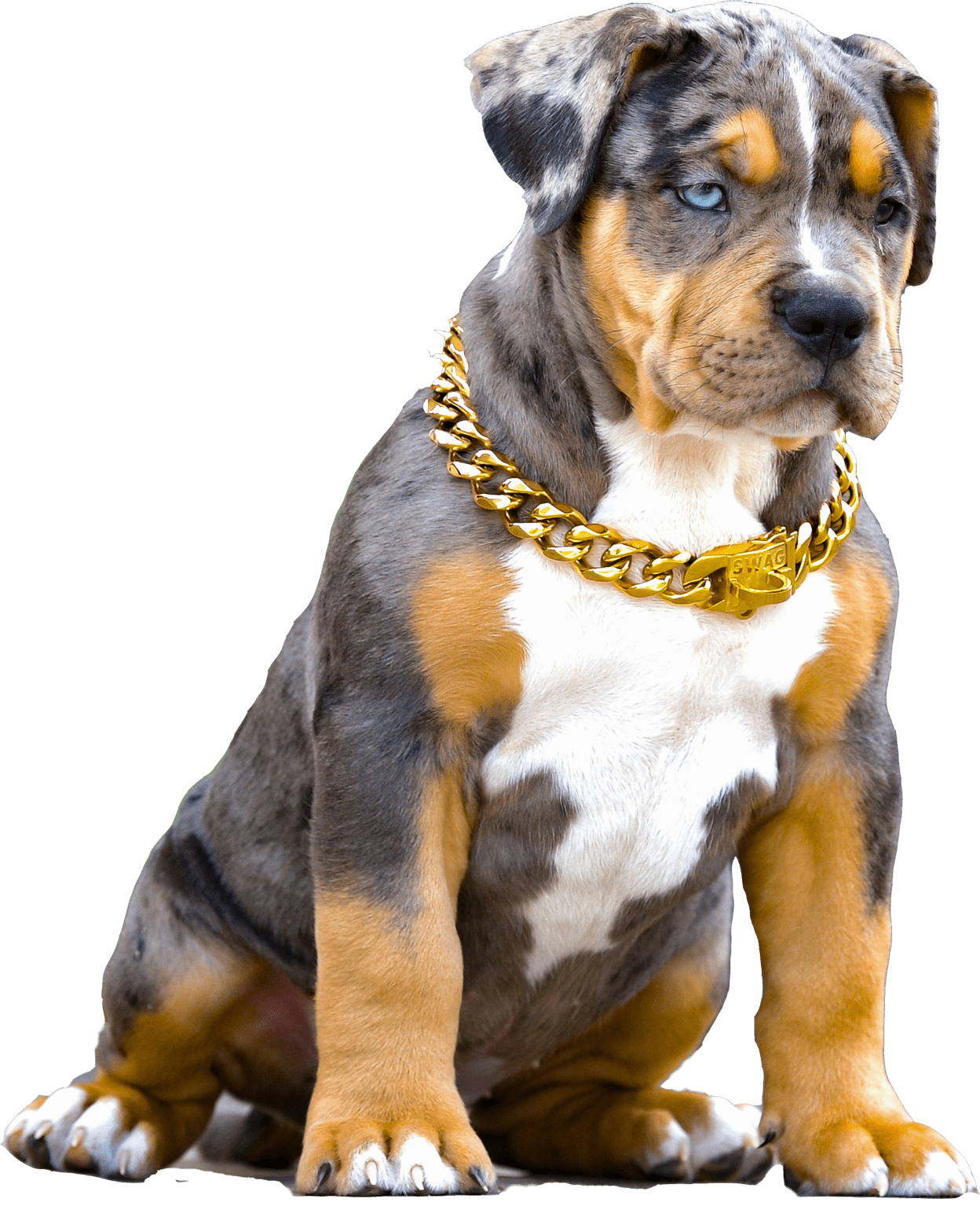M.R M.I.A.G.I Bully Puppies For Saleindex - g8lxmba