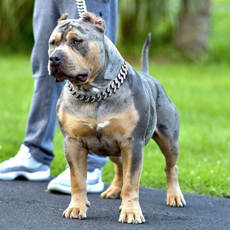 Gallery XL And XXL American Bully Puppies For Sale Gallery XL And XXL American Bully Puppies For Sale
