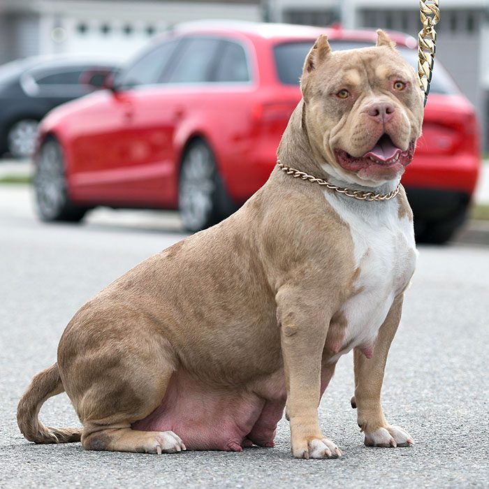 American Bully xl for Sale Near me