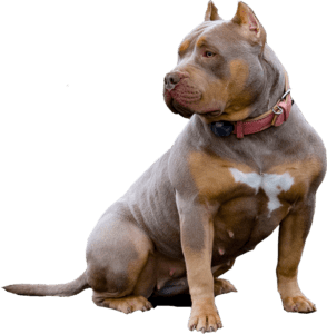 XL and XXL American bully puppies for sale – XXL/XL American bully