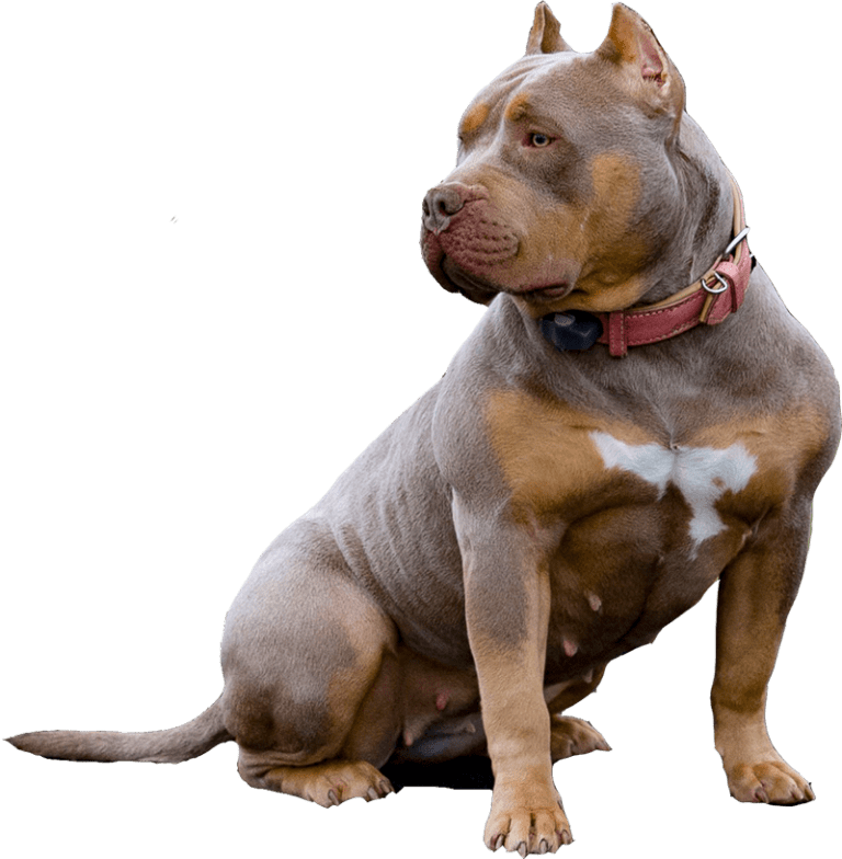 Lilac color XL American Bully puppy with famous Bloodline