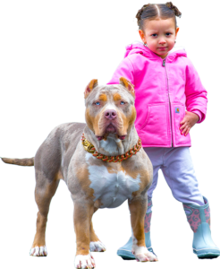 Gallery – XL and XXL American bully puppies for sale
