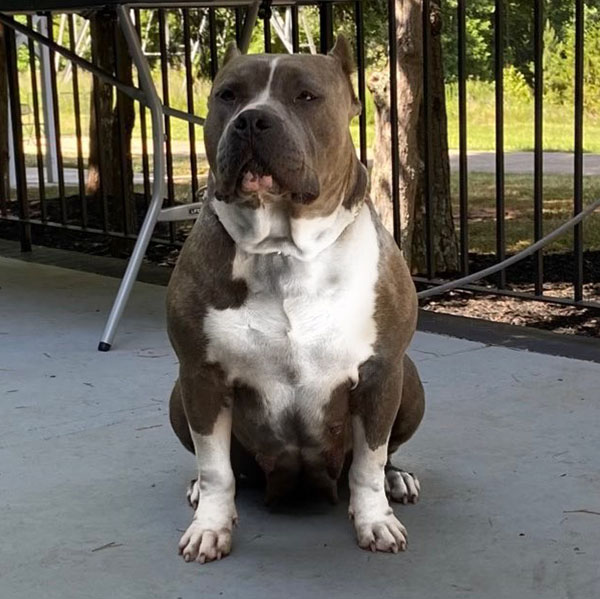 Blue Nose XL American Bully