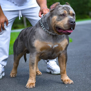 XL and XXL American bully puppies for sale – XXL/XL American bully