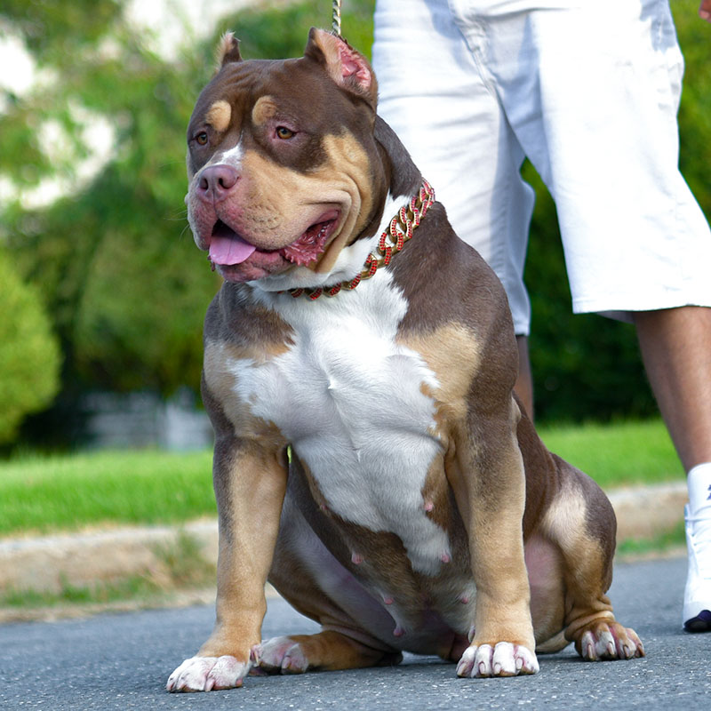 Xl Pitbulls For Adoption