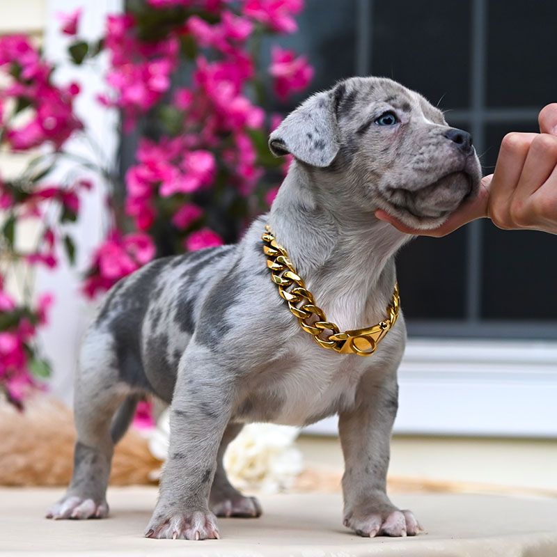 Blue merle American bully puppy for sale
