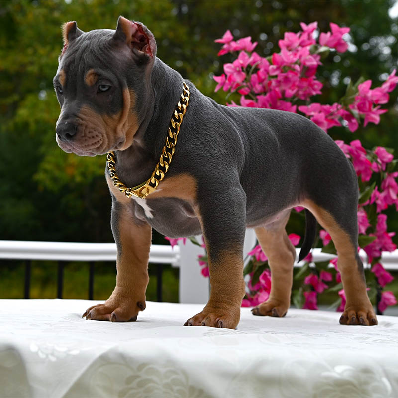 XL American bully puppy for sale