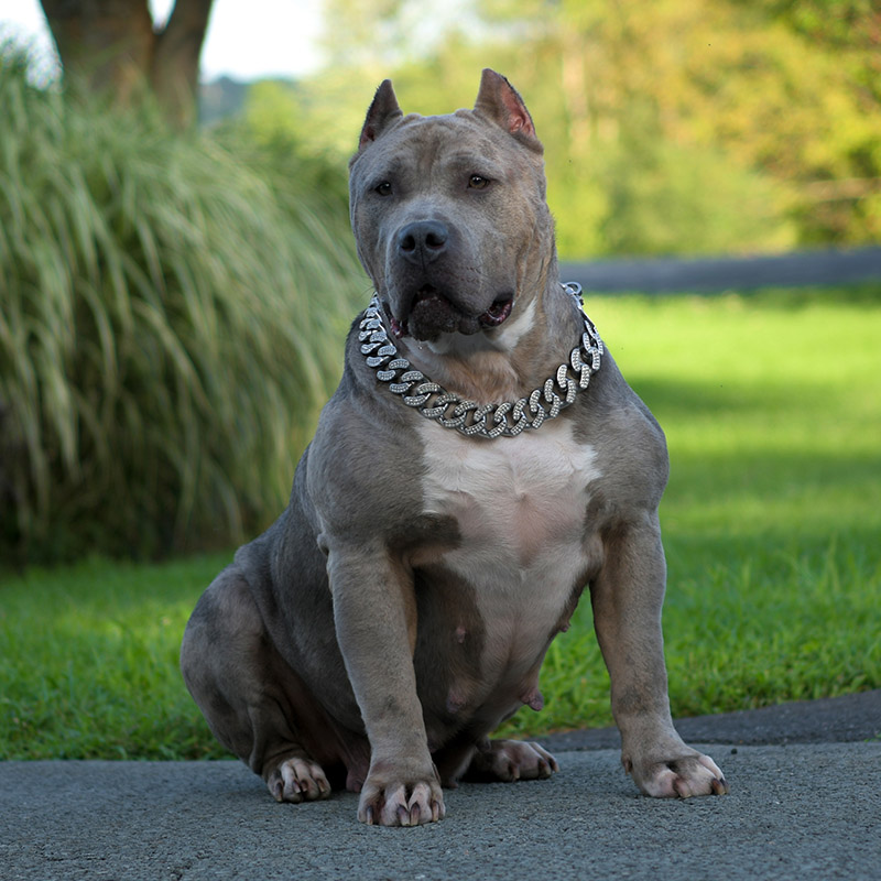 XXL Bully female for sale