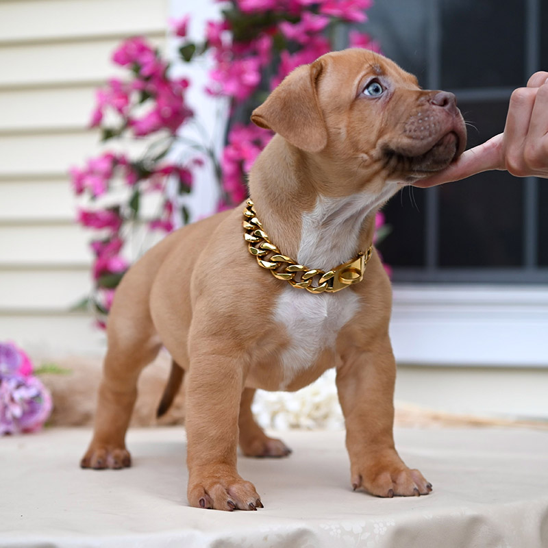 American bully female puppy for sale