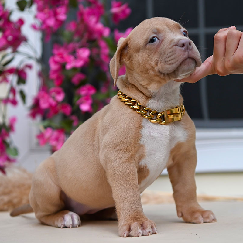 Male bully puppy for sale