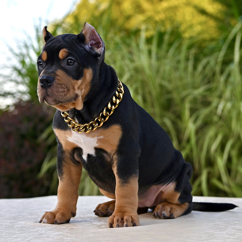 Black bully puppy for sale