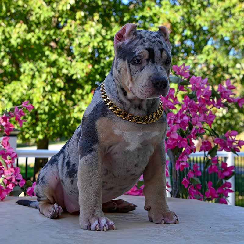 Merle color puppies for sale