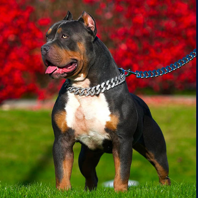XL American Bully puppies for sale