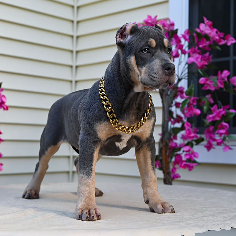 Blue tri female puppy for sale