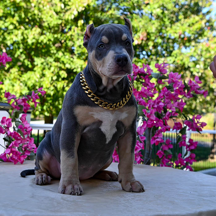 Blue tri female puppy for sale