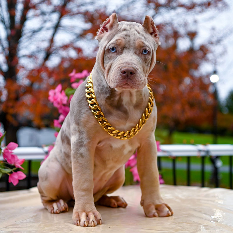 XL American bully for sale