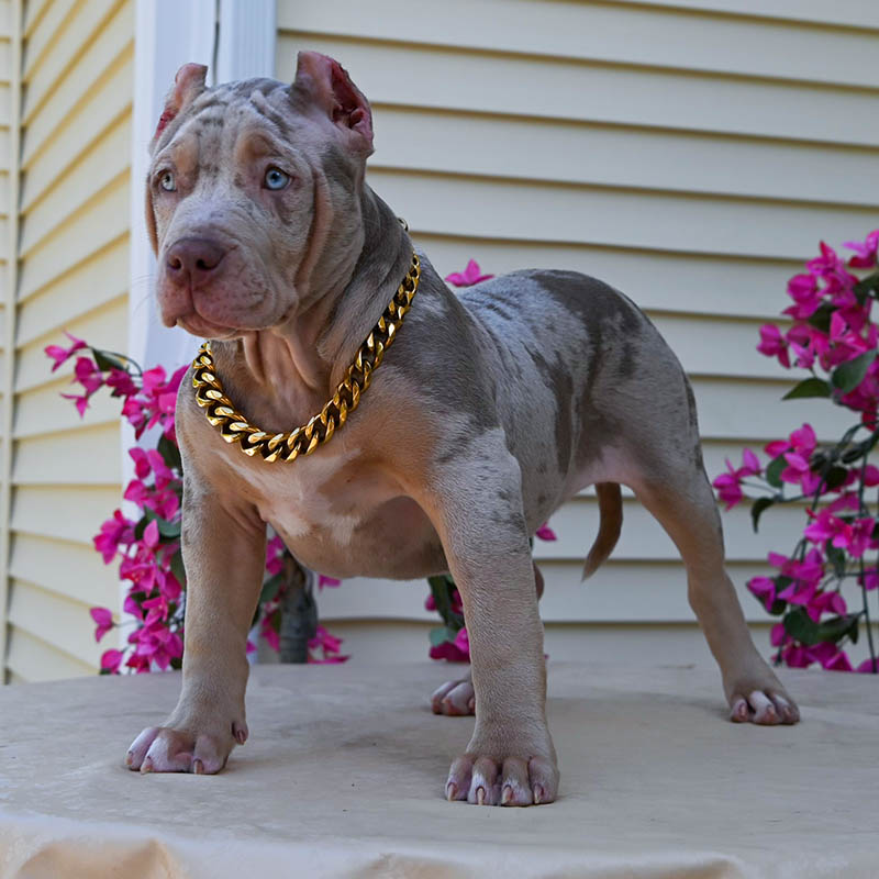 Lilac merle puppy for sale