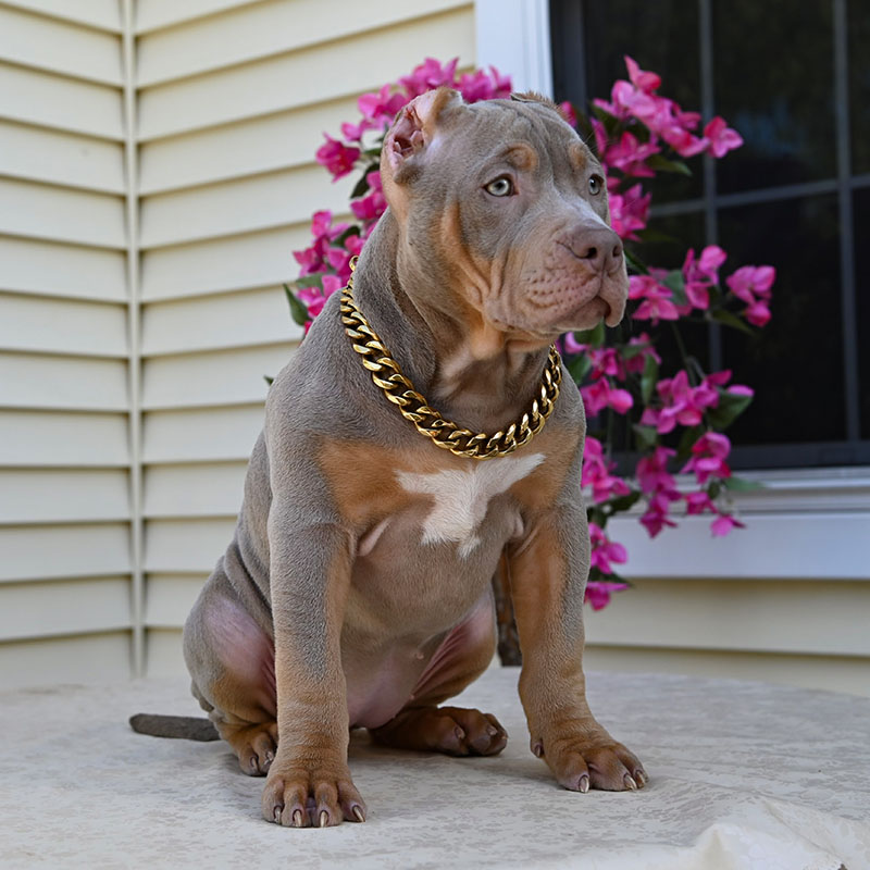 Lilac tri bully for sale
