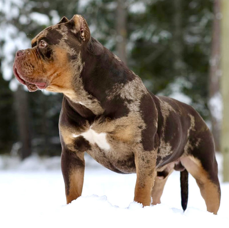 XXL Merle American Bully