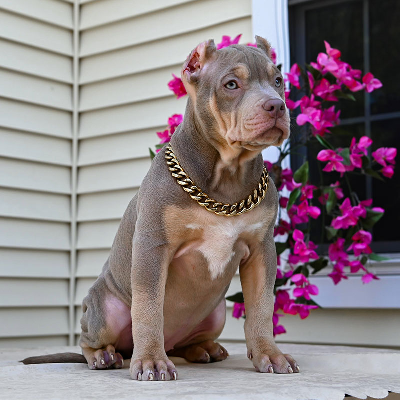 Puppy for sale with best pedigree