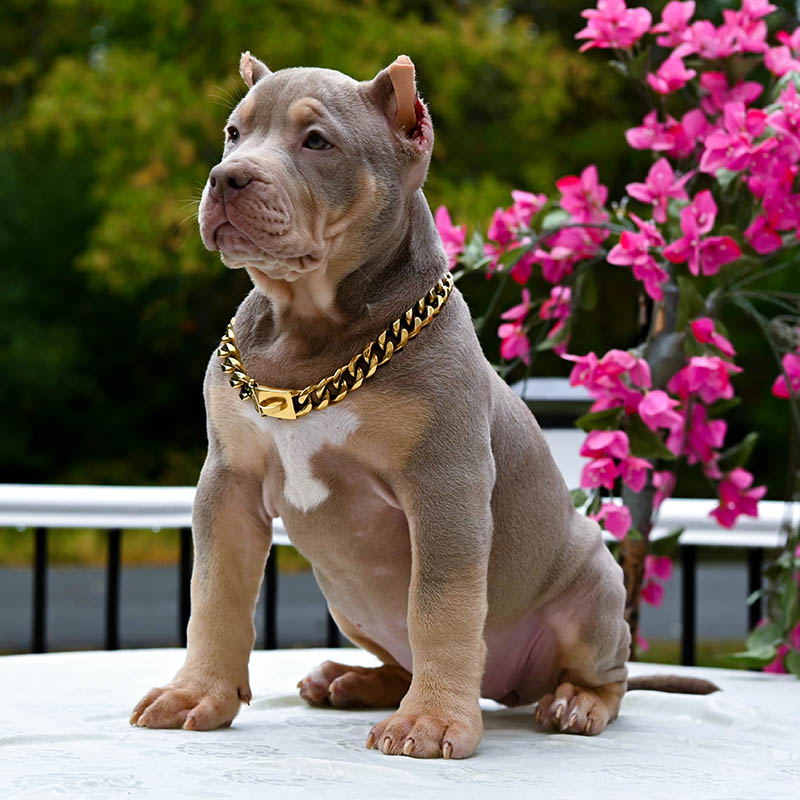 lilac pitbull puppy for sale