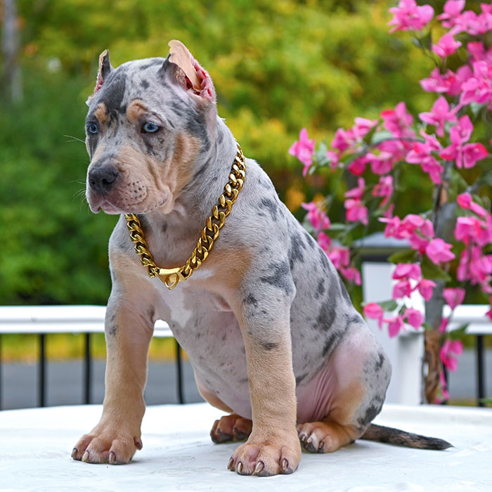 merle puppy for sale