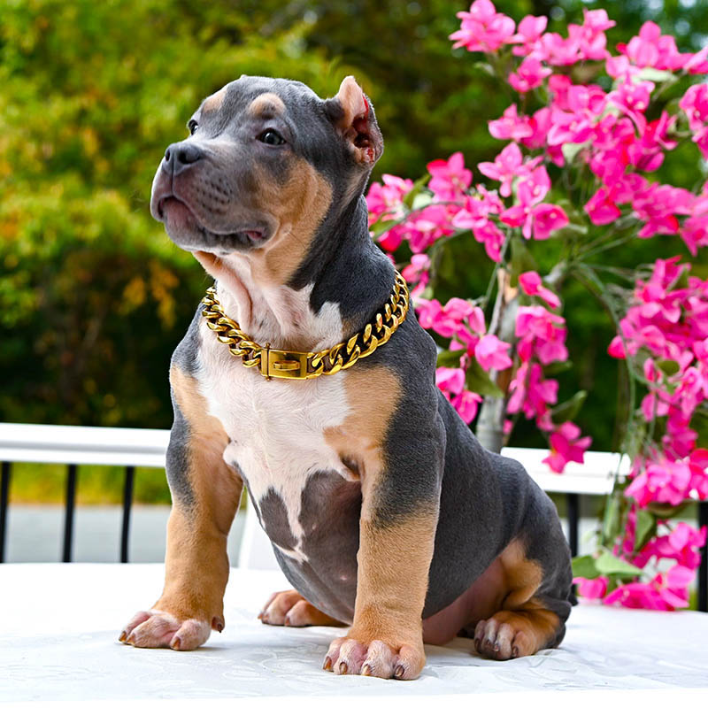 Blue nose puppy for sale