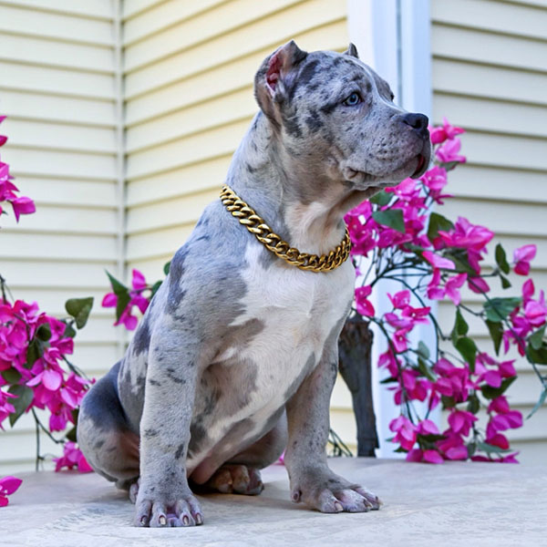 XL Bully puppy for sale