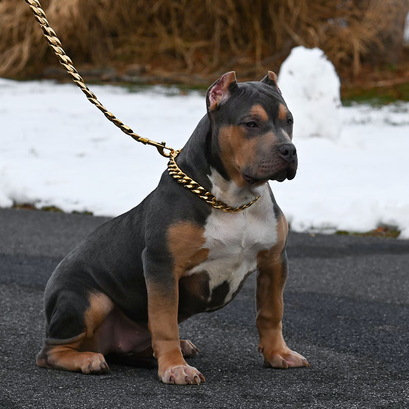 Blue nose pitbull puppy for sale