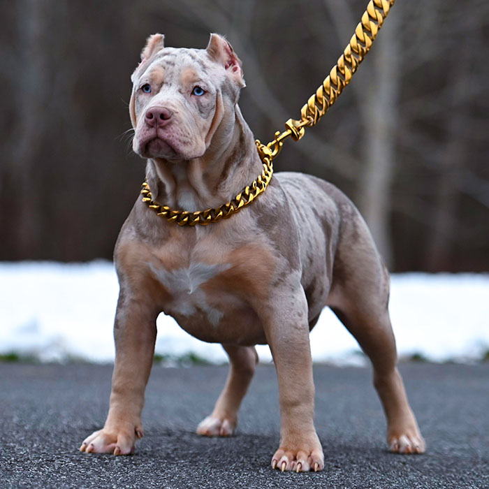 Merle female puppy for sale