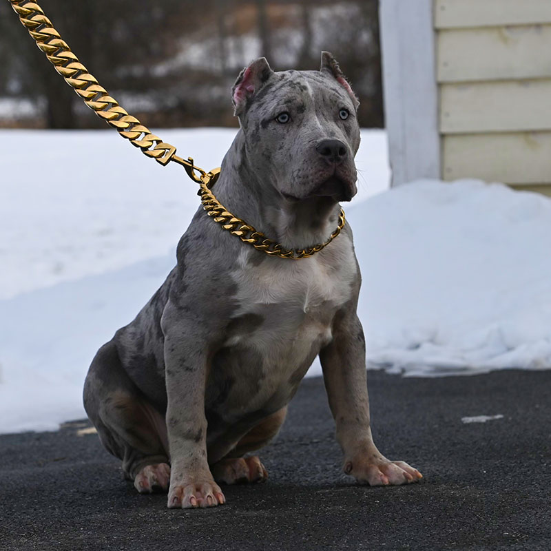 Merle bully for sale