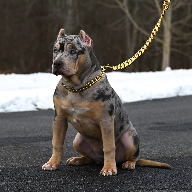 Merle puppy for sale