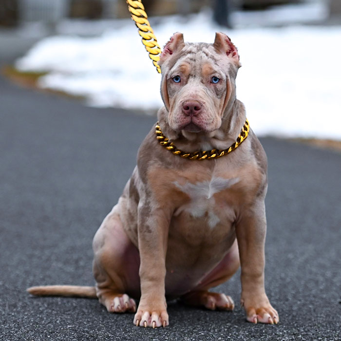 XL American bully puppy for sale